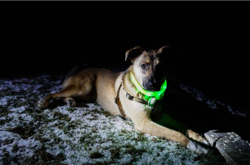 Collar Light