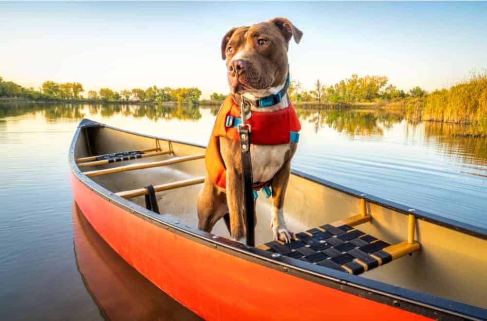 15 Unique and Essential Accessories for Dogs On A Boat