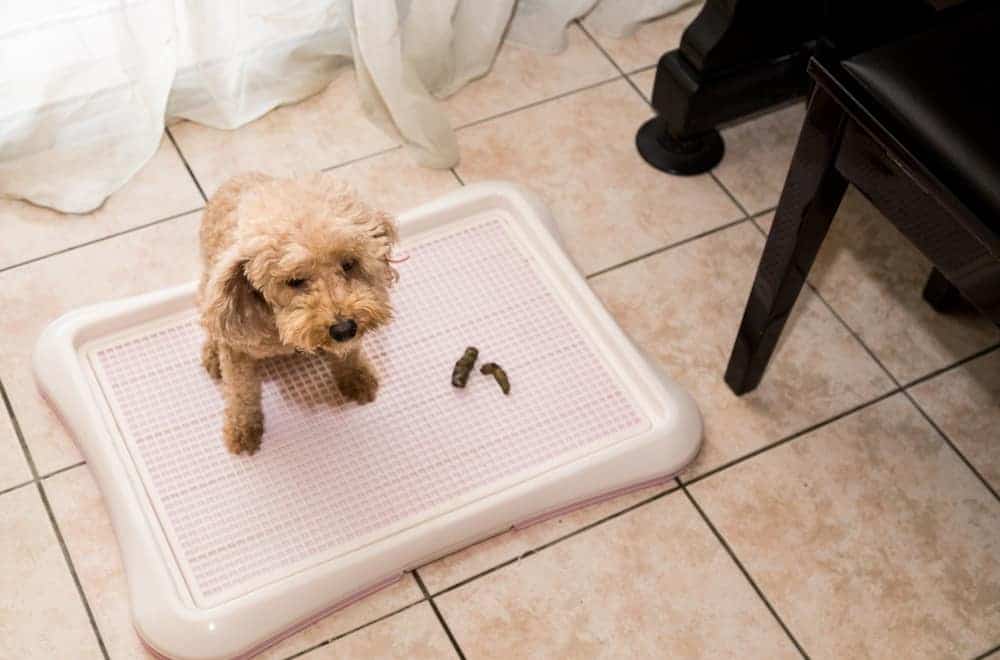 Portable Dog Toilet