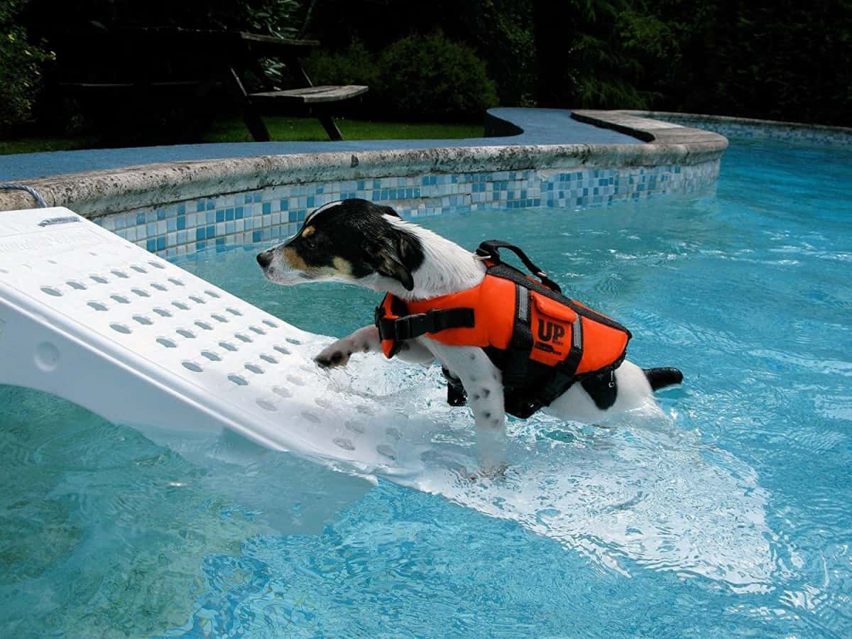 The Joy of Dog Boat Ramps